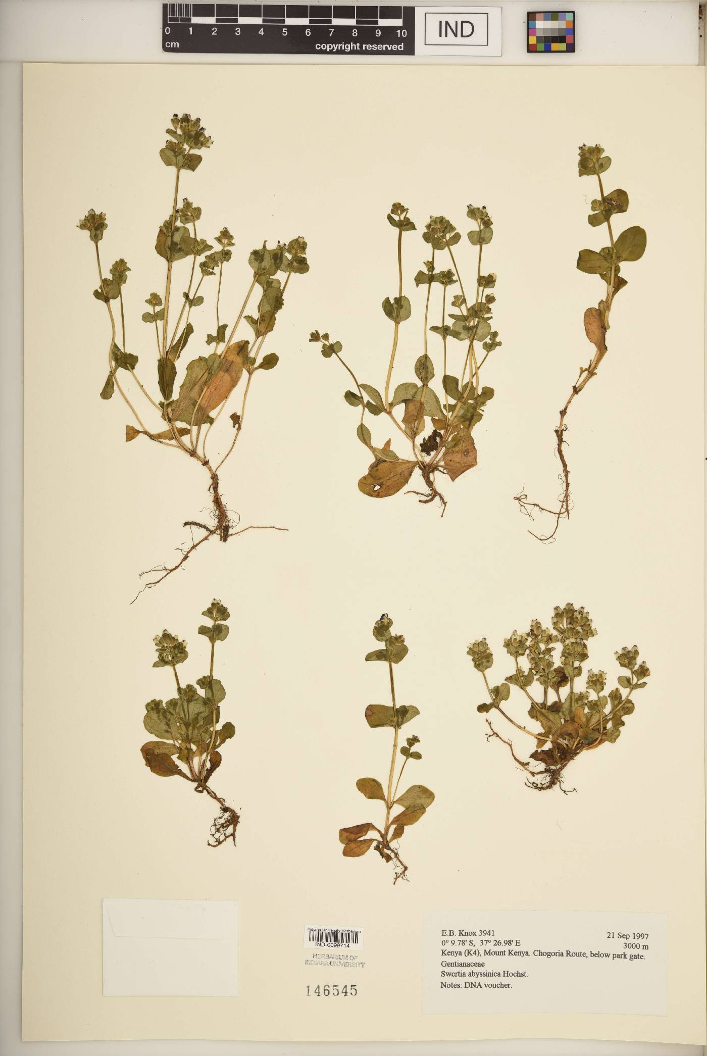 Swertia abyssinica image