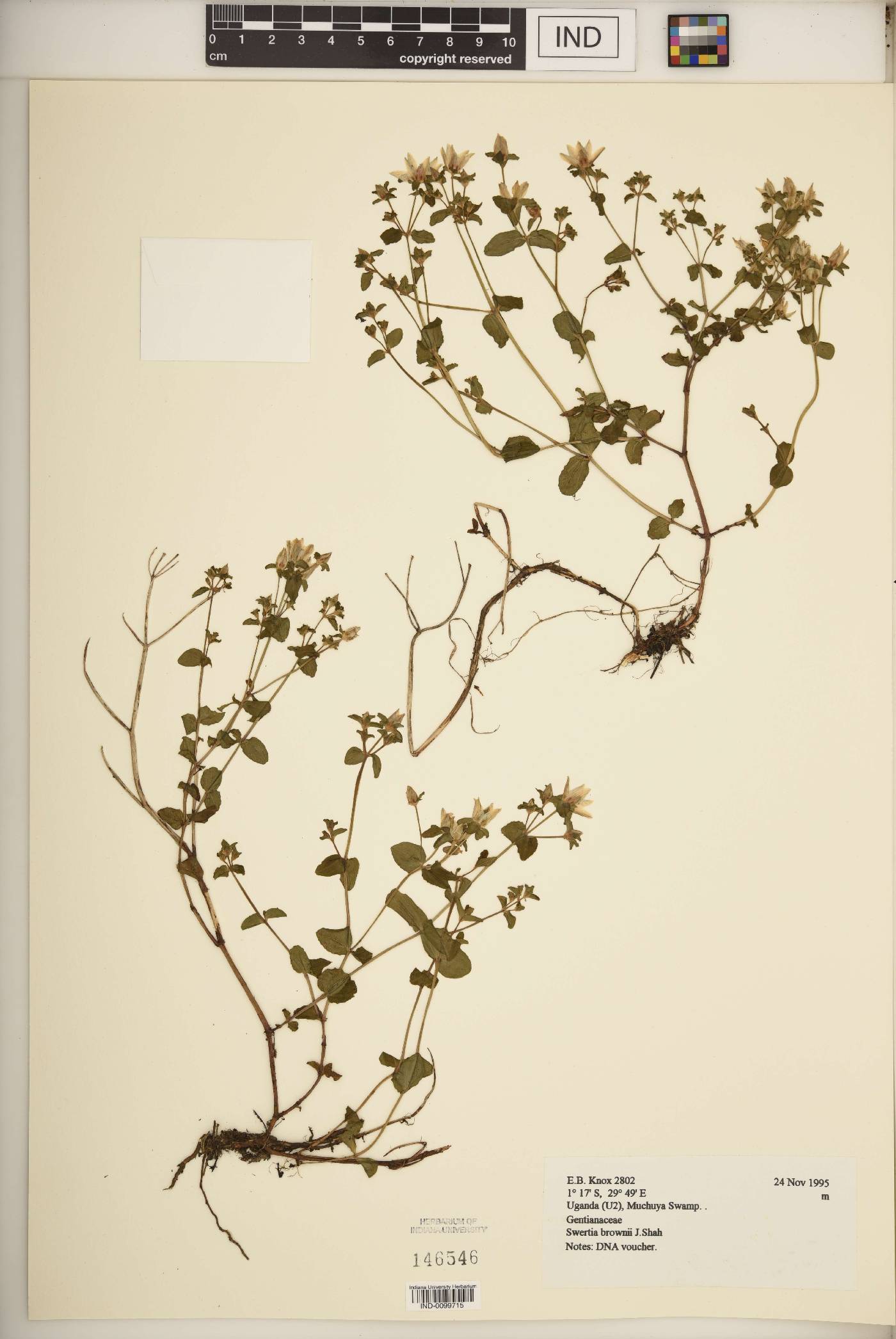 Swertia brownii image