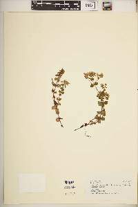 Swertia brownii image