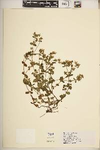 Swertia brownii image