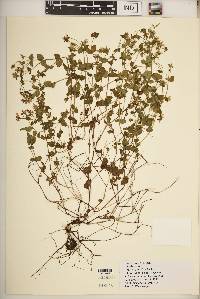 Swertia brownii image