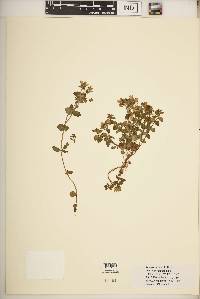 Swertia brownii image
