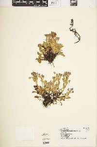 Swertia crassiuscula image