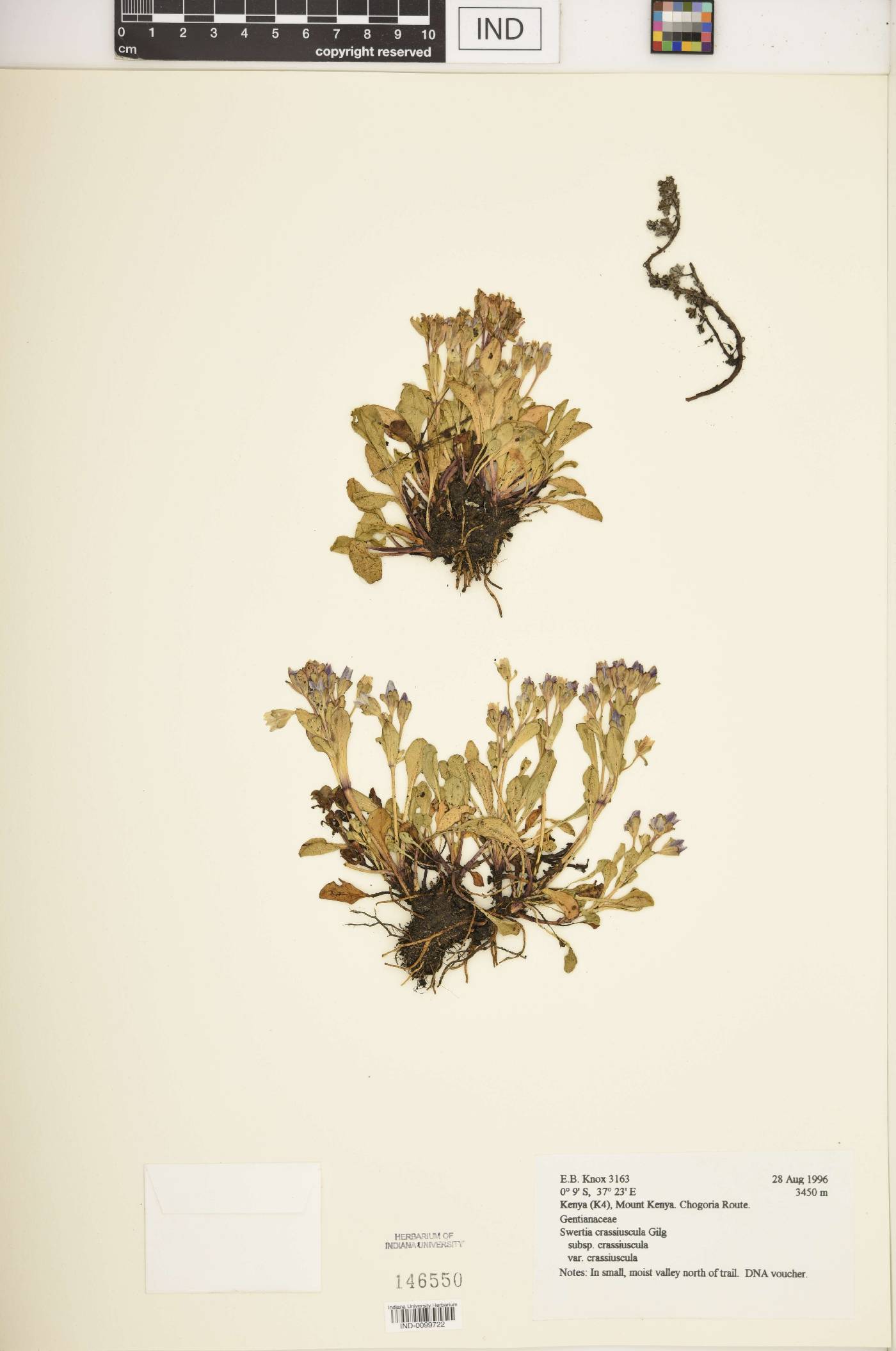 Swertia crassiuscula subsp. crassiuscula var. crassiuscula image