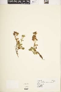 Swertia crassiuscula image