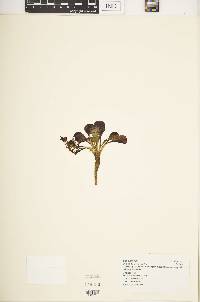 Swertia crassiuscula subsp. crassiuscula image