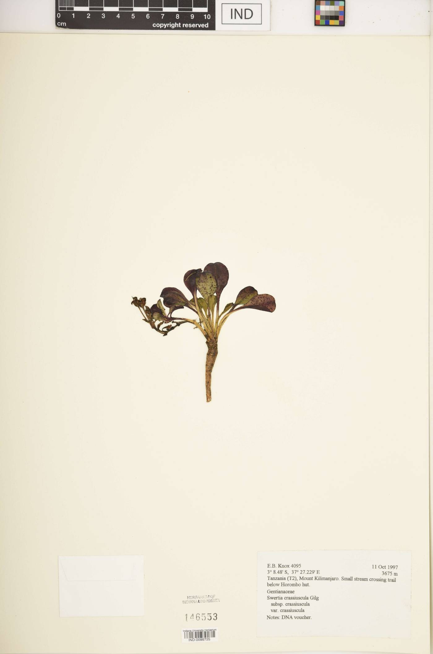 Swertia crassiuscula image