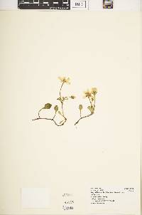 Swertia crassiuscula image