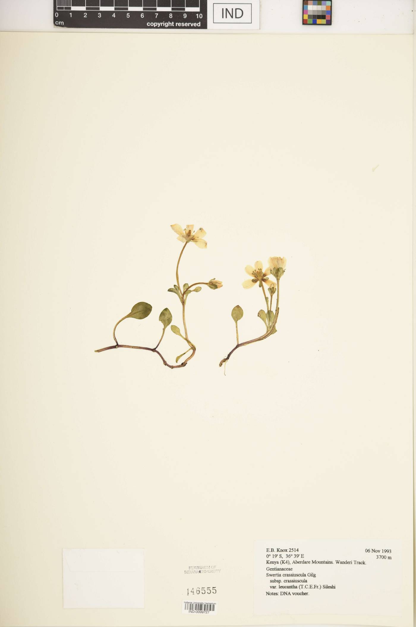 Swertia crassiuscula image