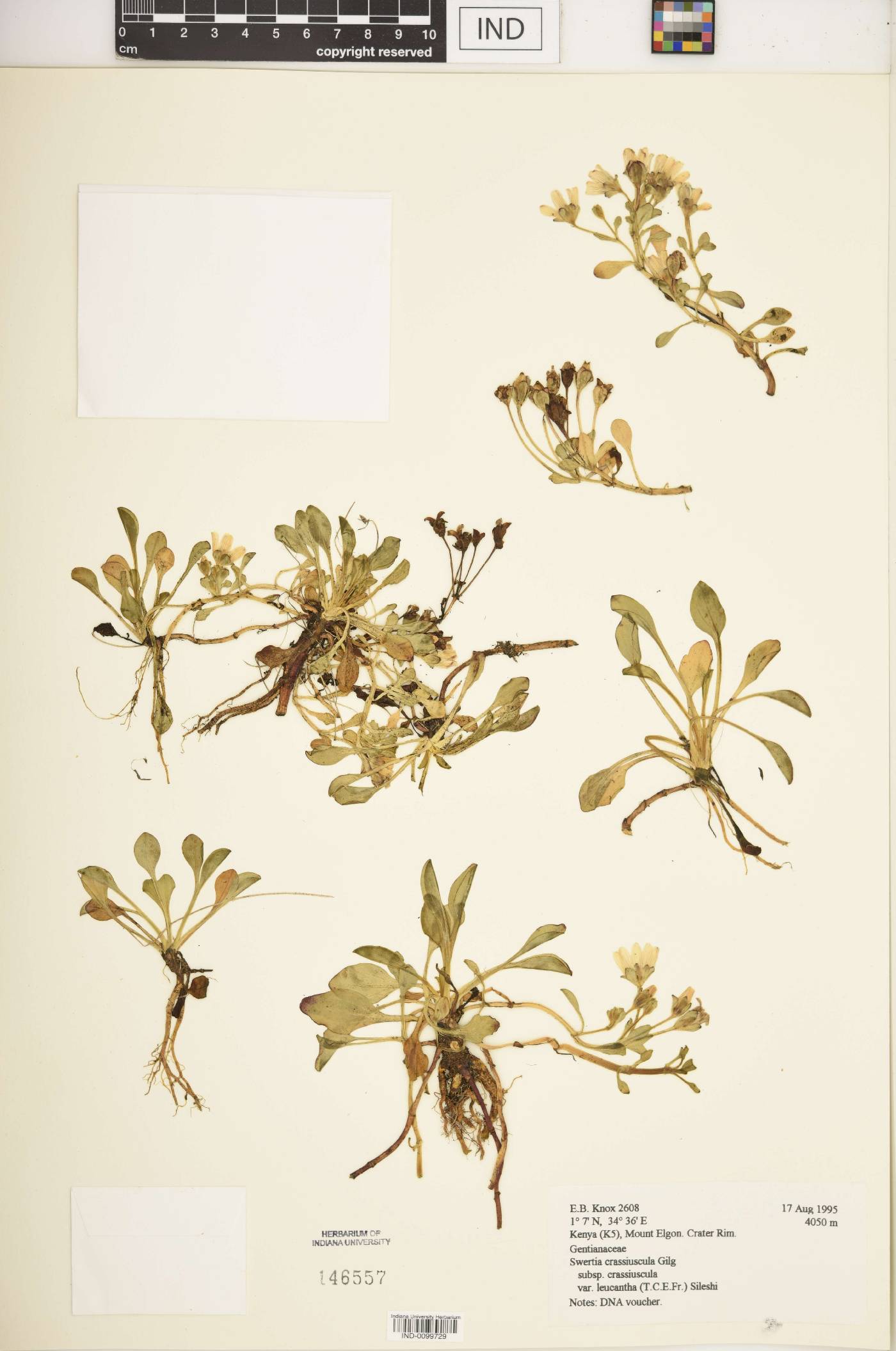 Swertia crassiuscula subsp. crassiuscula image
