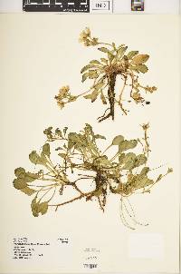 Swertia crassiuscula image