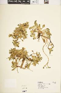 Swertia crassiuscula image