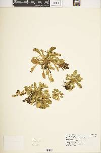 Swertia crassiuscula image