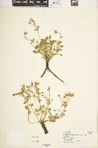 Swertia crassiuscula image