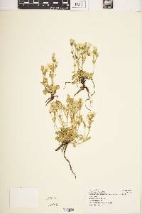 Swertia crassiuscula image