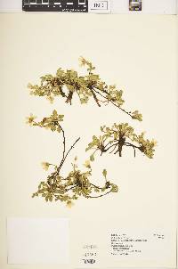 Swertia crassiuscula image