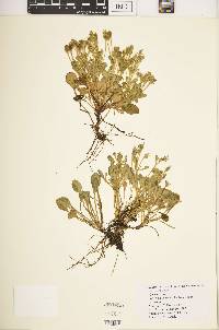 Swertia crassiuscula image