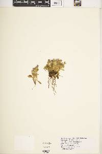 Swertia crassiuscula image