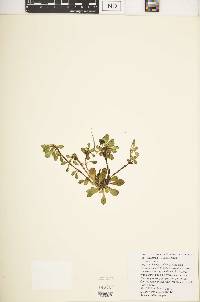 Swertia crassiuscula image