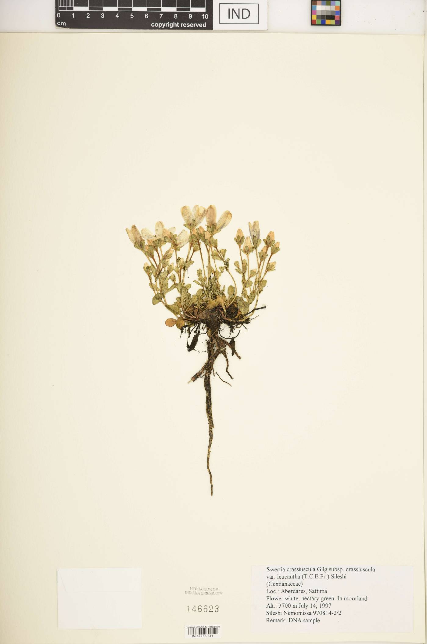 Swertia crassiuscula subsp. crassiuscula var. leucantha image