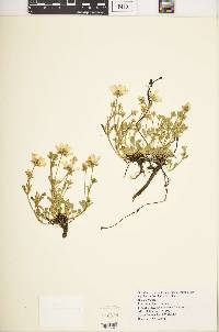 Swertia crassiuscula image