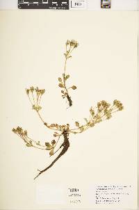 Swertia crassiuscula image