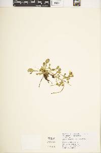 Swertia crassiuscula image