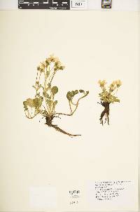 Swertia crassiuscula image