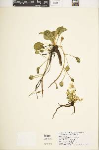 Swertia crassiuscula image