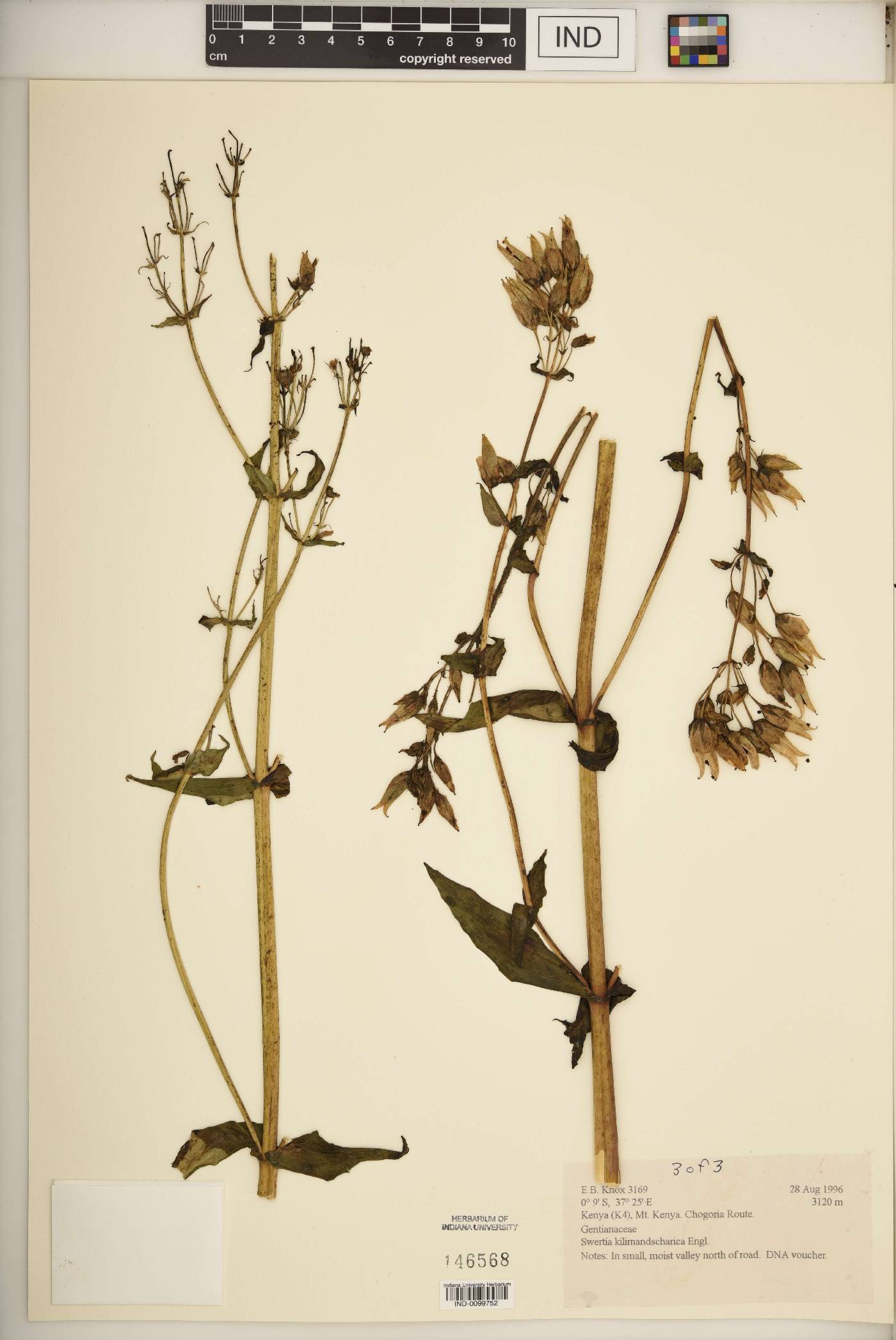 Swertia kilimandscharica image
