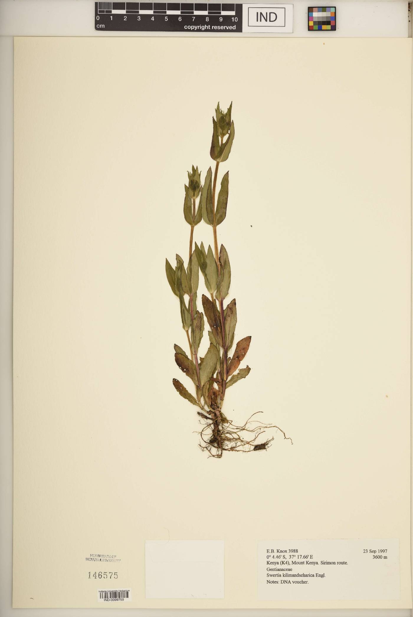 Swertia kilimandscharica image