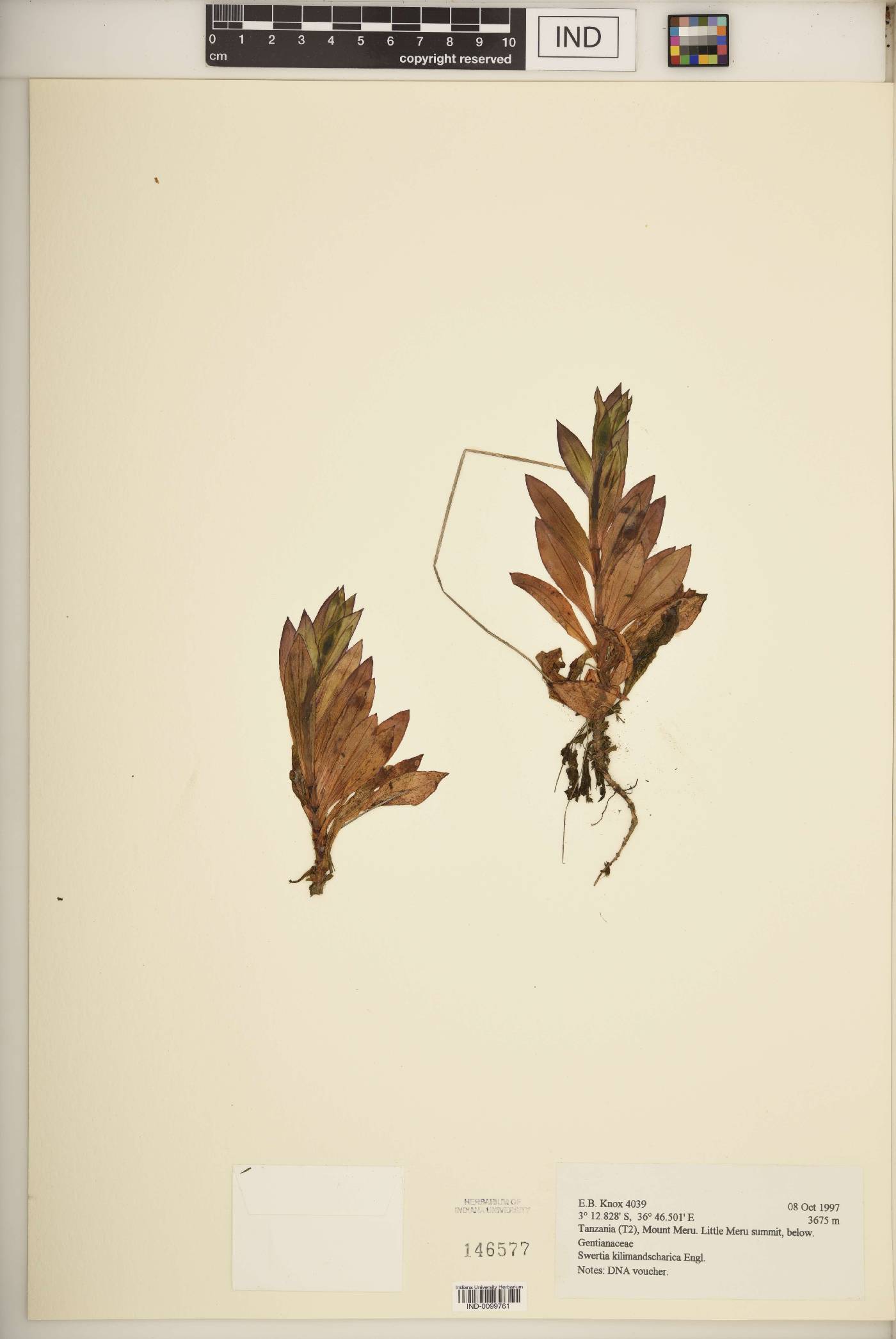 Swertia kilimandscharica image