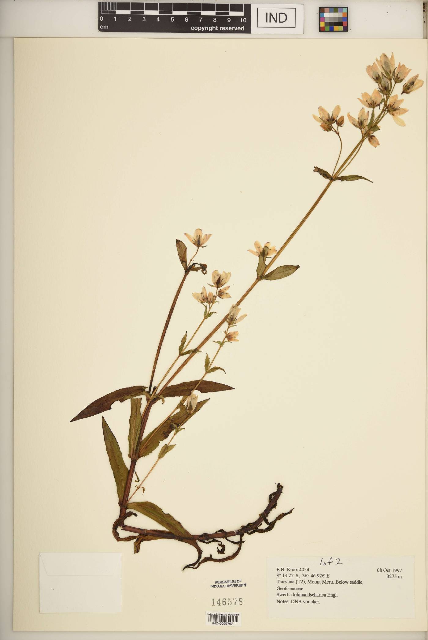 Swertia kilimandscharica image