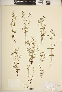 Swertia lugardiae image