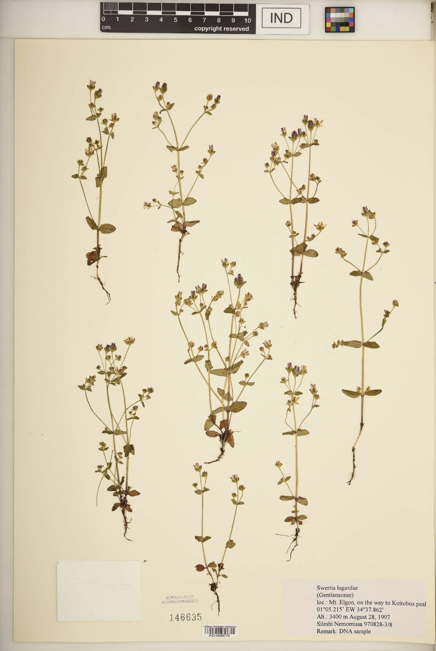 Swertia lugardiae image