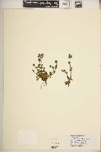 Swertia lugardiae image