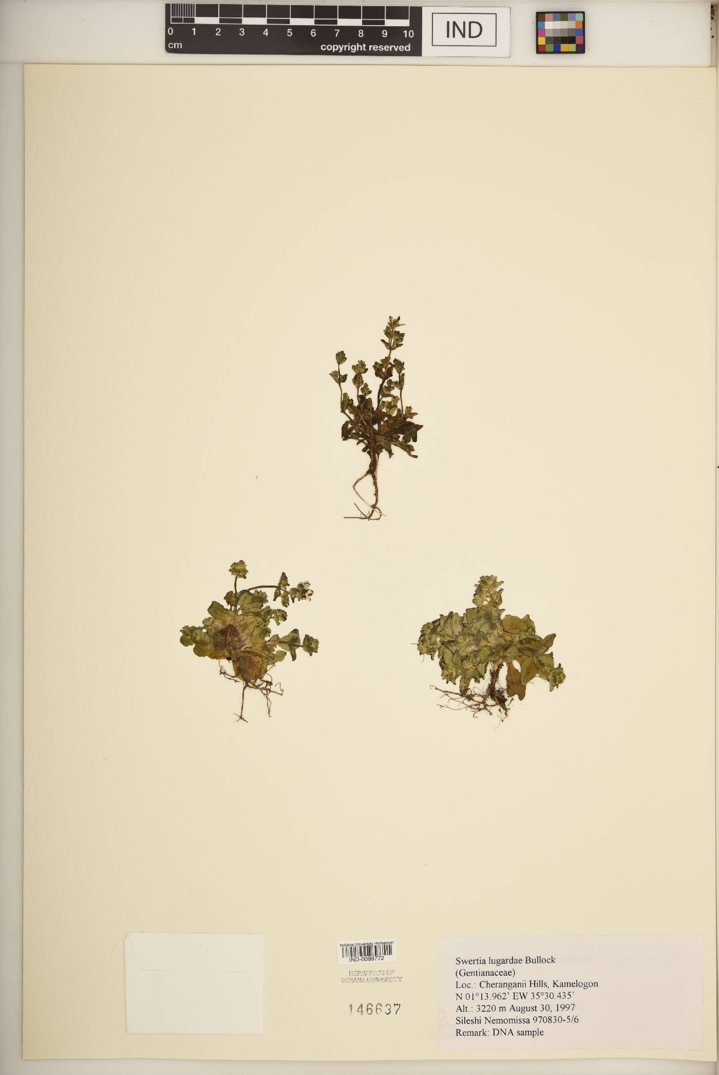 Swertia lugardiae image