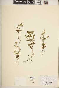 Swertia lugardiae image