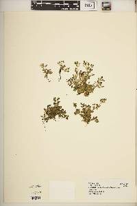 Swertia lugardiae image