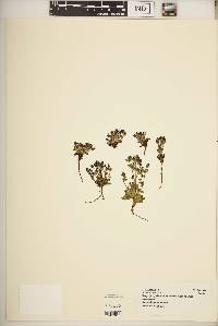 Swertia lugardiae image
