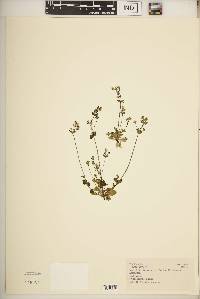 Swertia lugardiae image