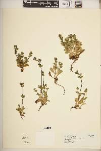 Swertia lugardiae image