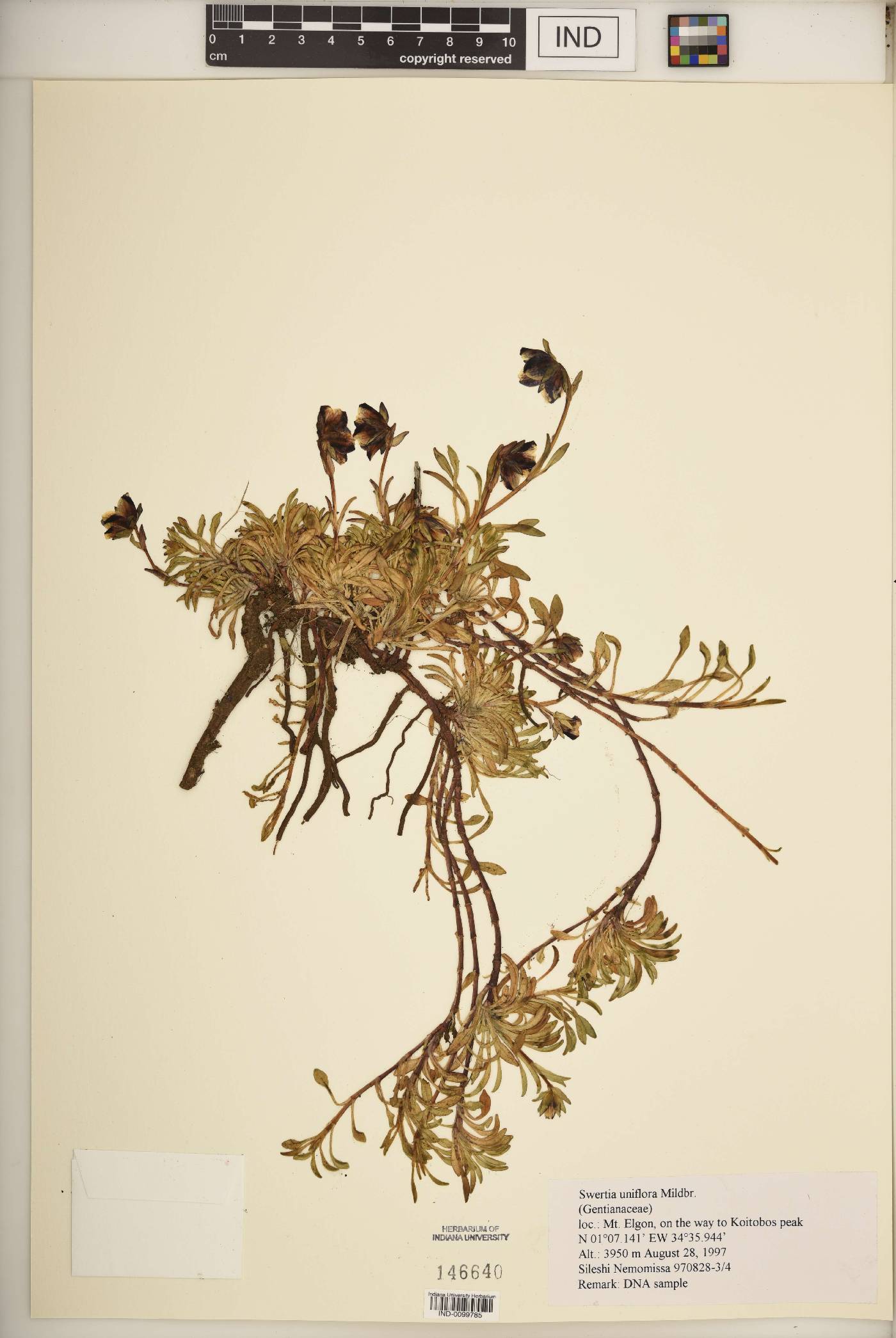 Swertia uniflora image