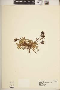 Swertia uniflora image