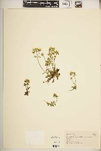 Swertia usambarensis image