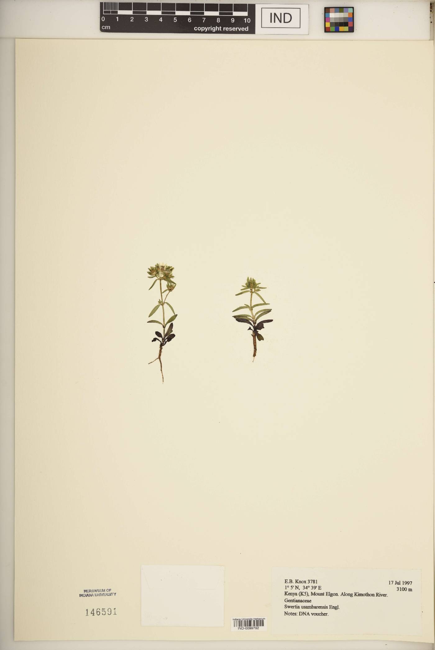 Swertia usambarensis image