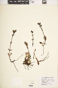 Swertia volkensii var. volkensii image