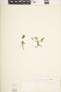 Swertia volkensii var. volkensii image