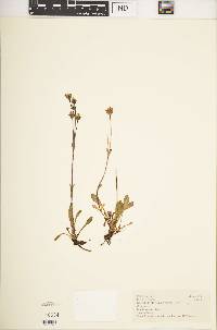 Swertia volkensii var. volkensii image
