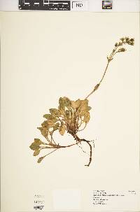 Swertia volkensii var. volkensii image